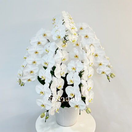 Phalaenopsis White