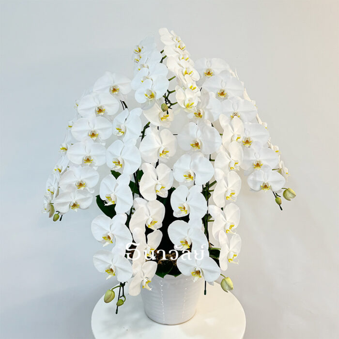 Phalaenopsis White