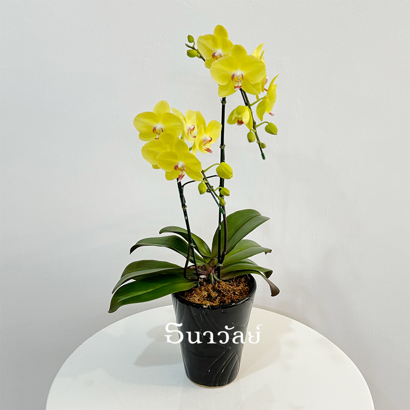 Phalaenopsis