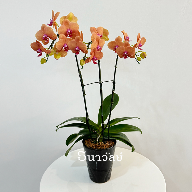 Phalaenopsis
