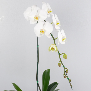 Phalaenopsis WAA