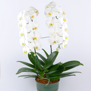 Phalaenopsis WAA 2 Plants