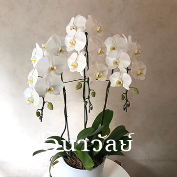 Phalaenopsis WAA 3 Plants