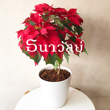 Red Poinsettia