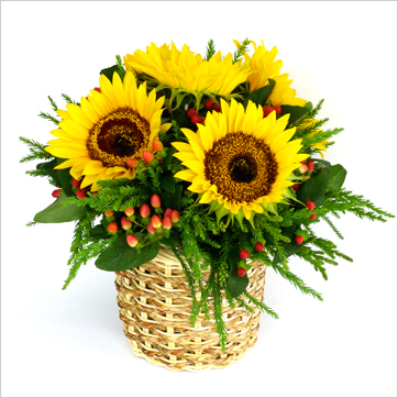 Sunflowers in basket