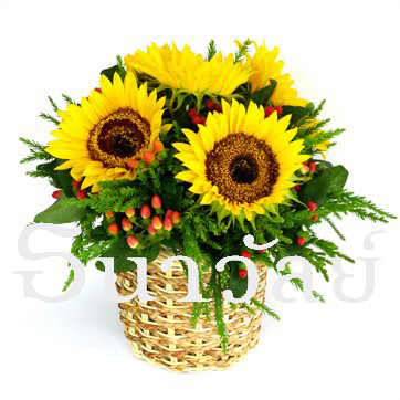 Sunflowers in basket